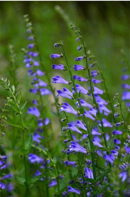 半枝莲，如梦如幻，永远绽放在我心中