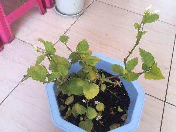 不宜室内养的5种花,5种花再喜欢也别养在家里