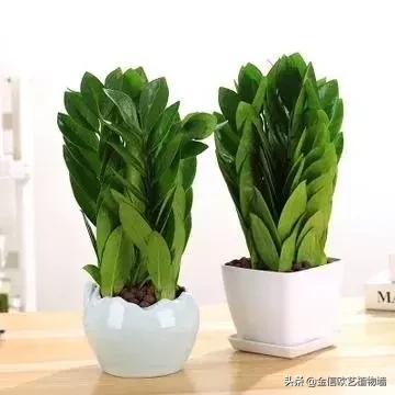 适合家里招财养的植物,家里能招财又好养的植物
