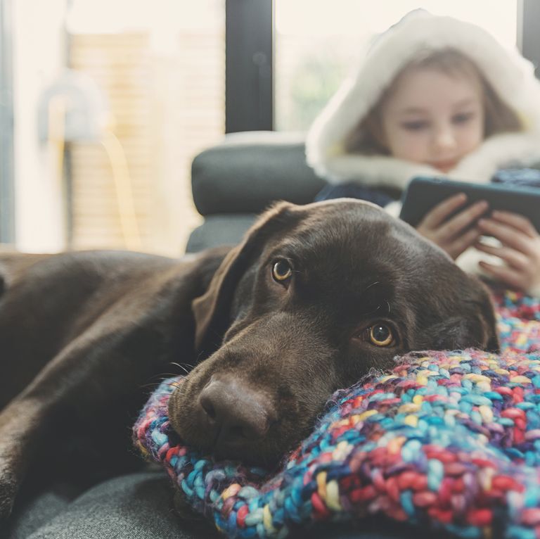 最忠诚的犬种排名拉布拉多,最忠诚的4种狗中华犬种2种上榜