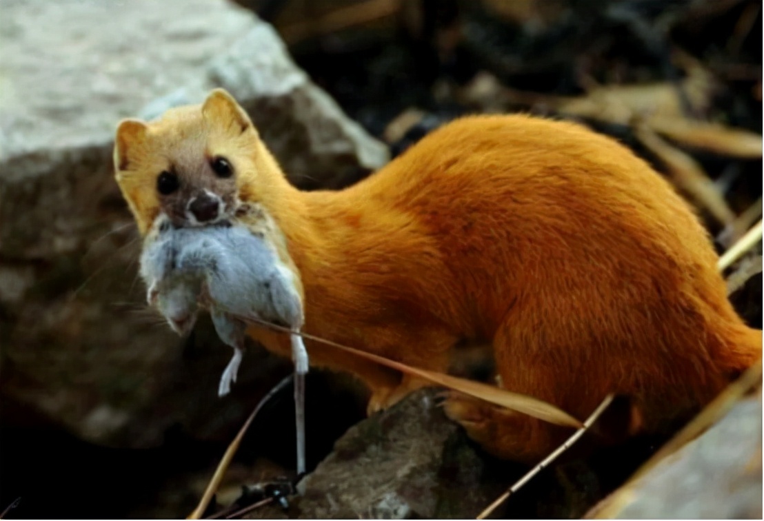 江苏捕杀黄鼠狼案件原视频,俩男子5天非法猎杀24只黄鼠狼