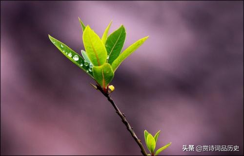 被杜甫称赞笔落惊风雨的诗人,杜甫屋漏偏逢连夜雨完整诗