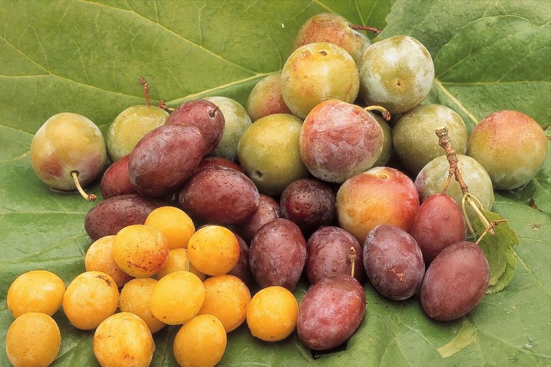 中秋节送礼送什么水果比较好,中秋节送礼送什么水果又实惠