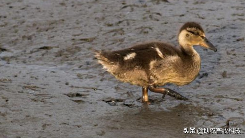 鸭粪除臭的最好方法,鸭场除臭味最快的方法
