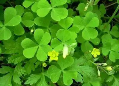 1到100朵红玫瑰花的寓意和花语,助人为乐善良可爱是哪种花的花语