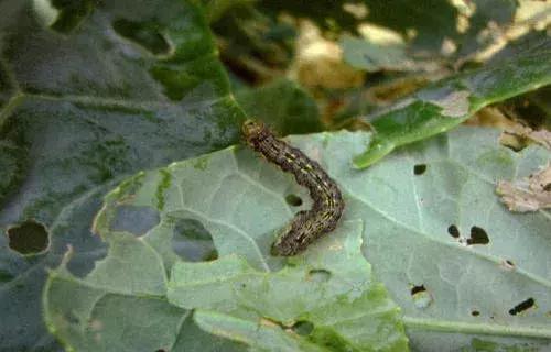 怎么施肥和杀虫,施肥加什么杀虫最快