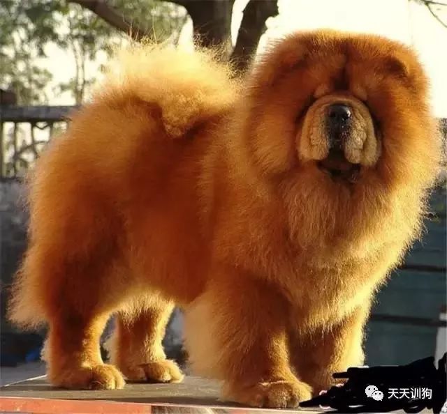 小型犬中型犬大型犬怎么划分,怎么区分大型犬和小型犬