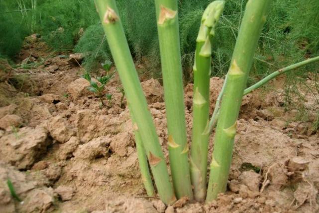 芦笋栽培及田间管理,芦笋种植技术和注意事项