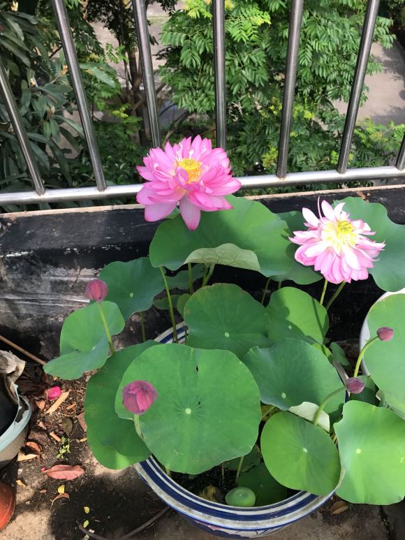 种碗莲到开花全过程,碗莲第二年如何种开花