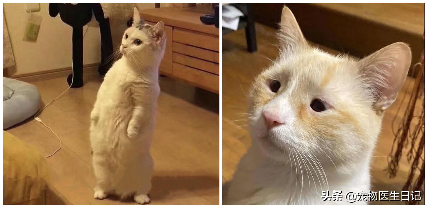 盘点猫咪中最可爱的,这些猫咪小时候多可爱长大有多帅