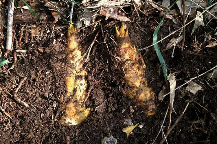 大叔挖冬笋全凭经验一挖一个准,挖冬笋新招式来了