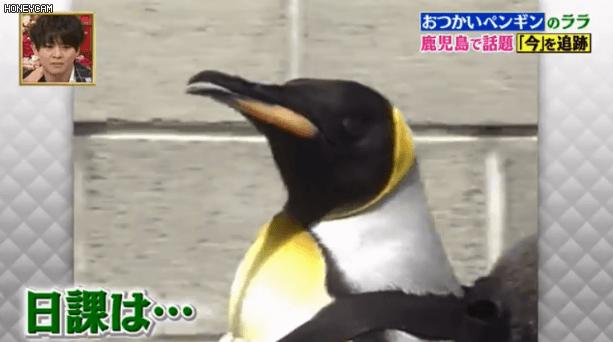 去世的企鹅复活,死去的企鹅