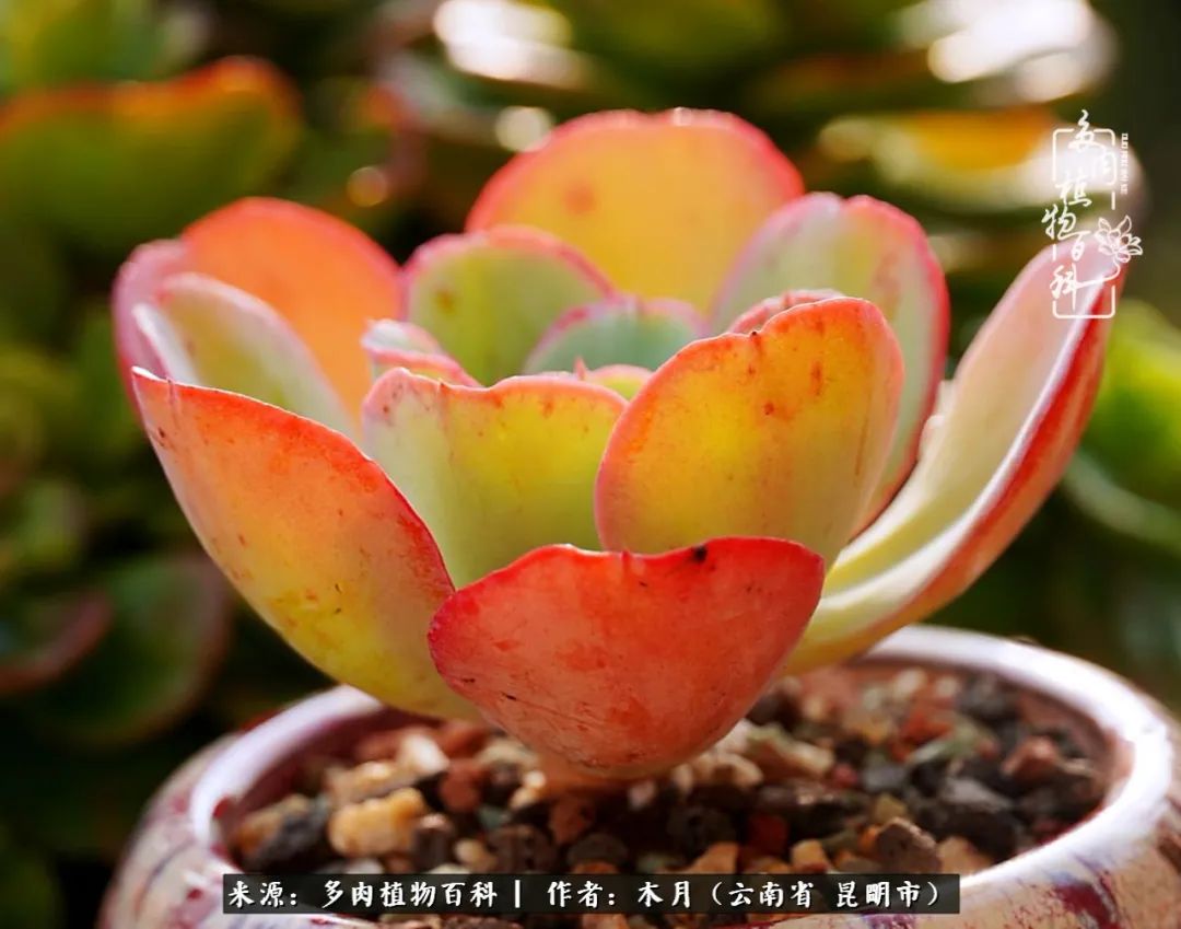 浅冬多肉，终有美好在等候