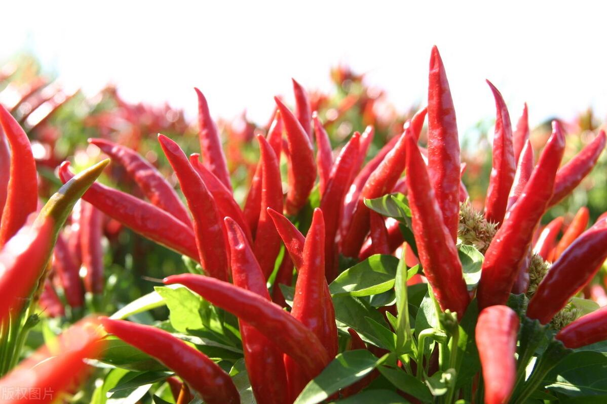 目前什么种植业前景好赚钱,未来十大暴利种植业有哪些