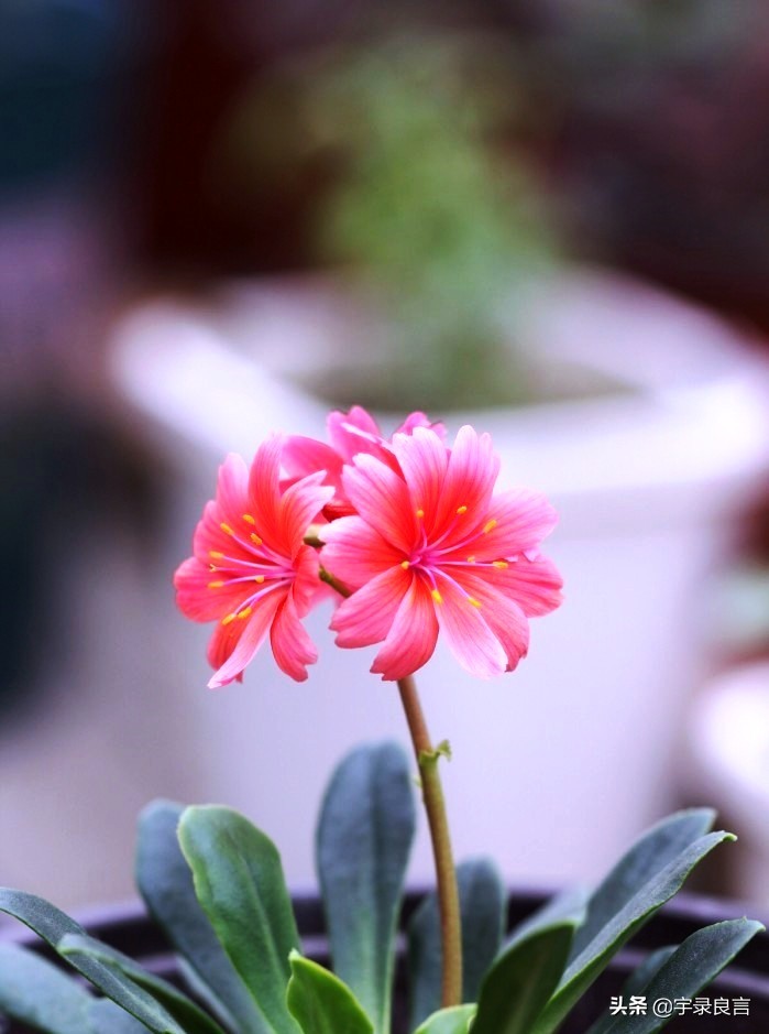 霸气的句子超拽潇洒不带脏字,抖音赞美点赞的霸气句子