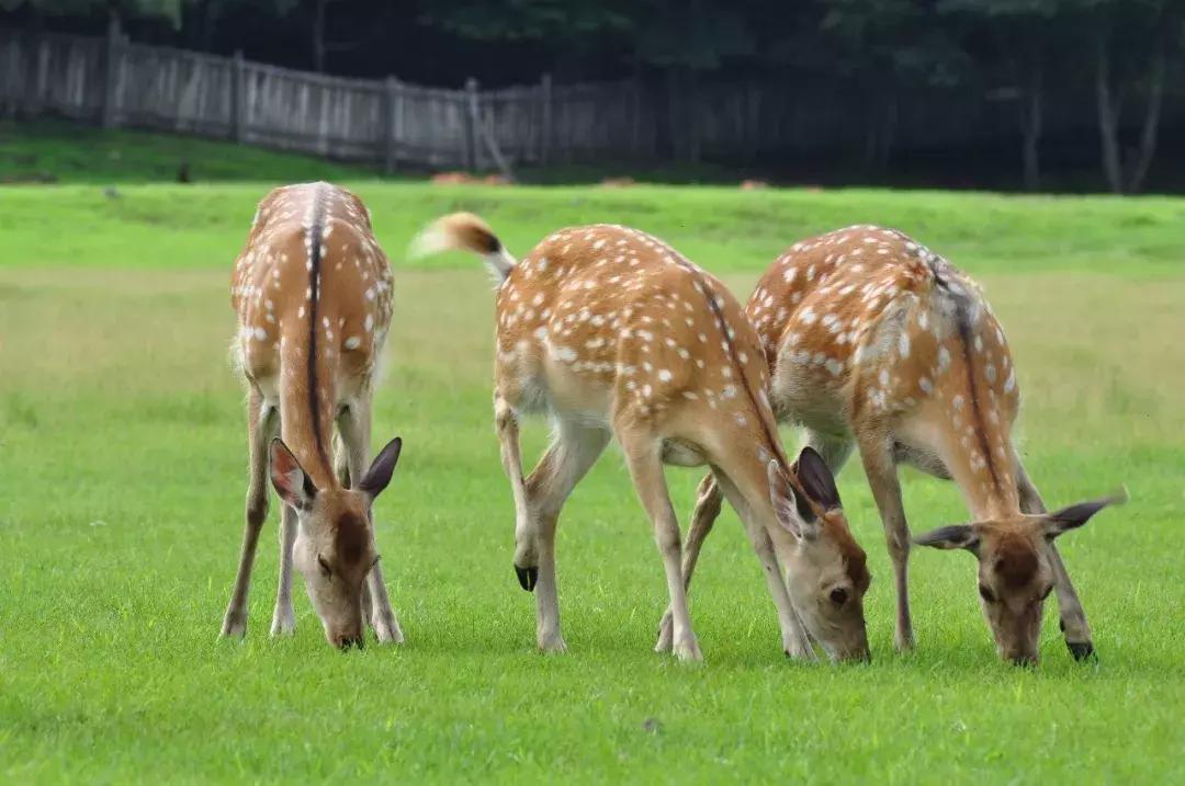 10个闺蜜沿着中俄罗斯边境自驾游,10个闺蜜结伴游中苏边境线