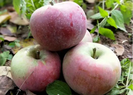 以前的老苹果品种,苹果的老品种有哪些