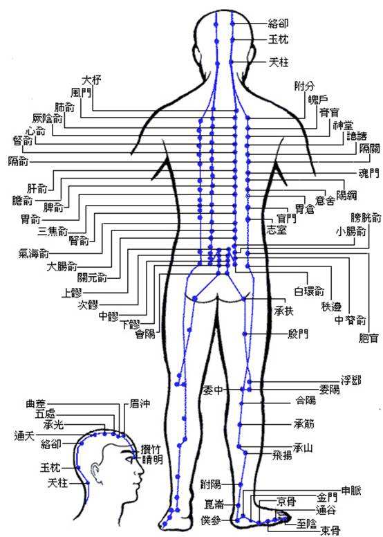 解读十四条经络走向和常用穴位,十四经络正确走向图