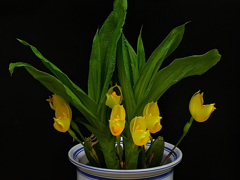 最好的兰花品种图片及名称大全,各种兰花品种详细介绍大全