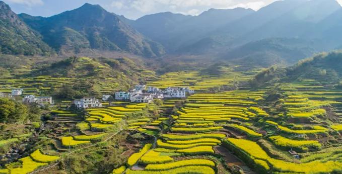 黄山踏青油菜花图片,黄山油菜花景观进入最佳观赏期