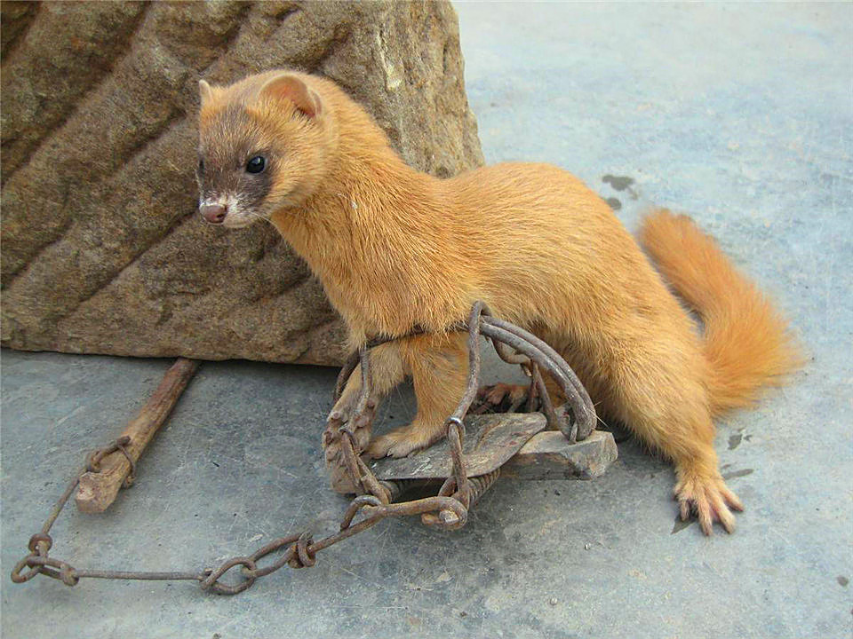 3年杀1.2万只“黄大仙”，被罚960万，其实农民这几种行为也违法