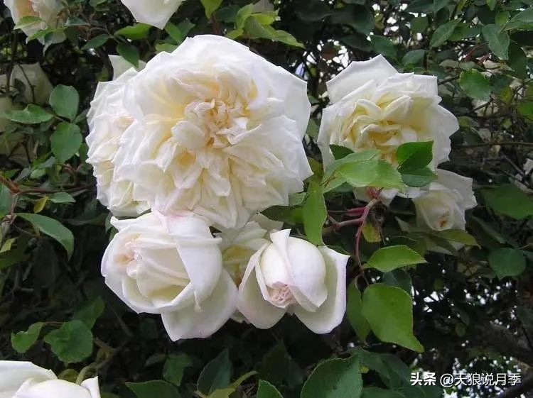 怦然心动的万人迷月季，原来从它而来（二）