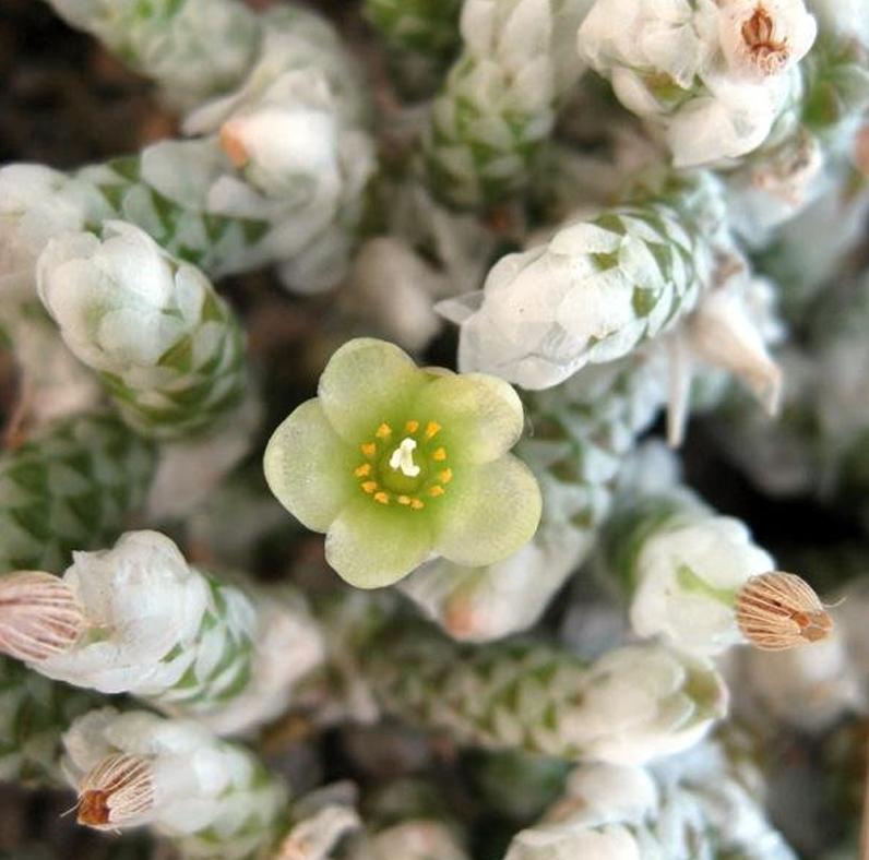 多肉银蚕值钱吗,多肉植物银蚕类品种介绍