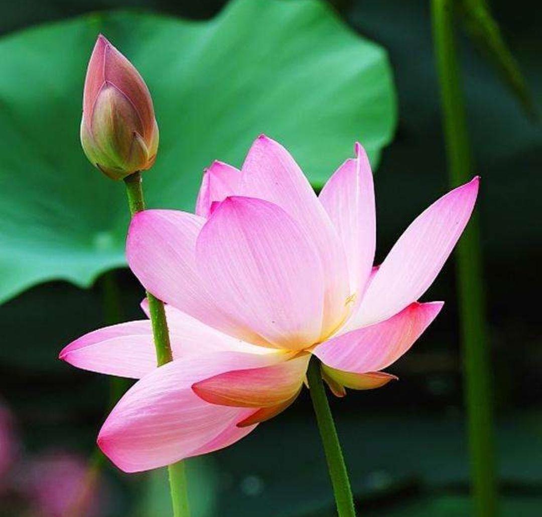 出水芙蓉是什么花图片,出水芙蓉是什么花有什么作用