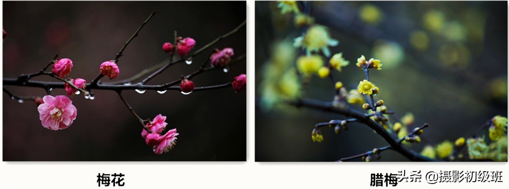 梅花拍摄欣赏技巧有哪些,拍梅花照技巧与角度