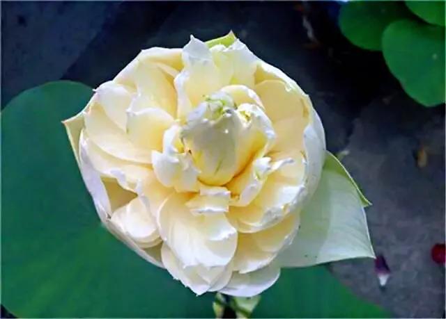 荷花品种大全及名称图片,荷花品种及名称大全图片