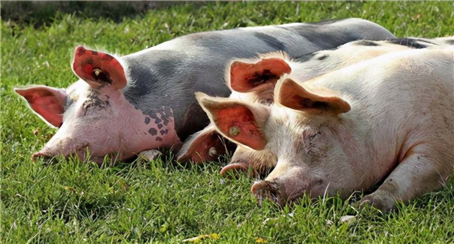 母猪养猪技巧和方法最新,养猪场母猪如何繁育的