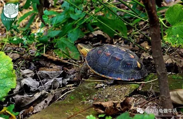 黄缘闭壳龟全集,黄缘闭壳龟和黄缘盒龟