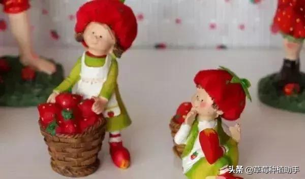 草莓一亩能赚多少钱,白色草莓一亩能赚多少钱