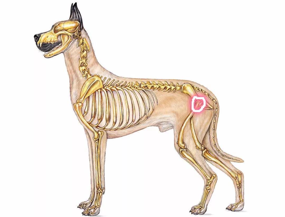 髋关节出了问题一个动作自测,这些症状你千万别再忽略了