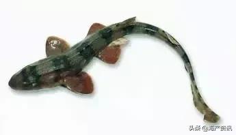 科普海洋鱼类知识儿童,海洋鱼类科普大全图解