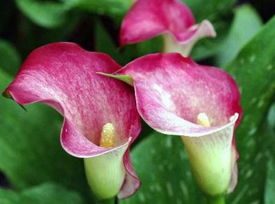 马蹄莲花朵点缀,马蹄莲鲜花造型创意图片