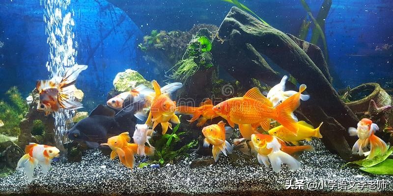 写动物作文开头结尾优秀大全,描写动物的精彩开头和结尾