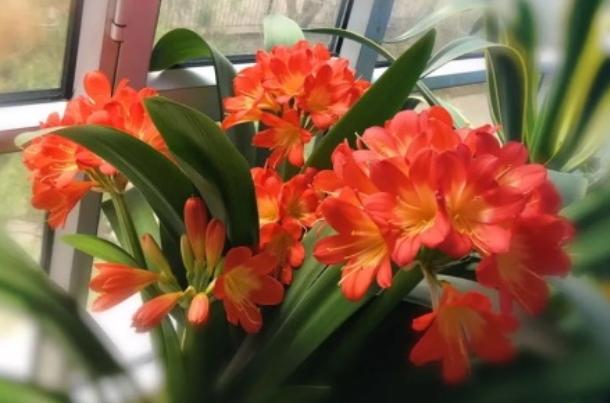 君子兰开花掌握4个“要点”，不出一月长花苞，花大色艳花期长