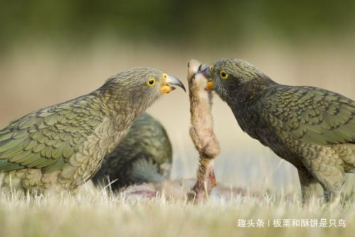 牡丹鹦鹉到底有多少种,可以饲养的牡丹鹦鹉有什么品种