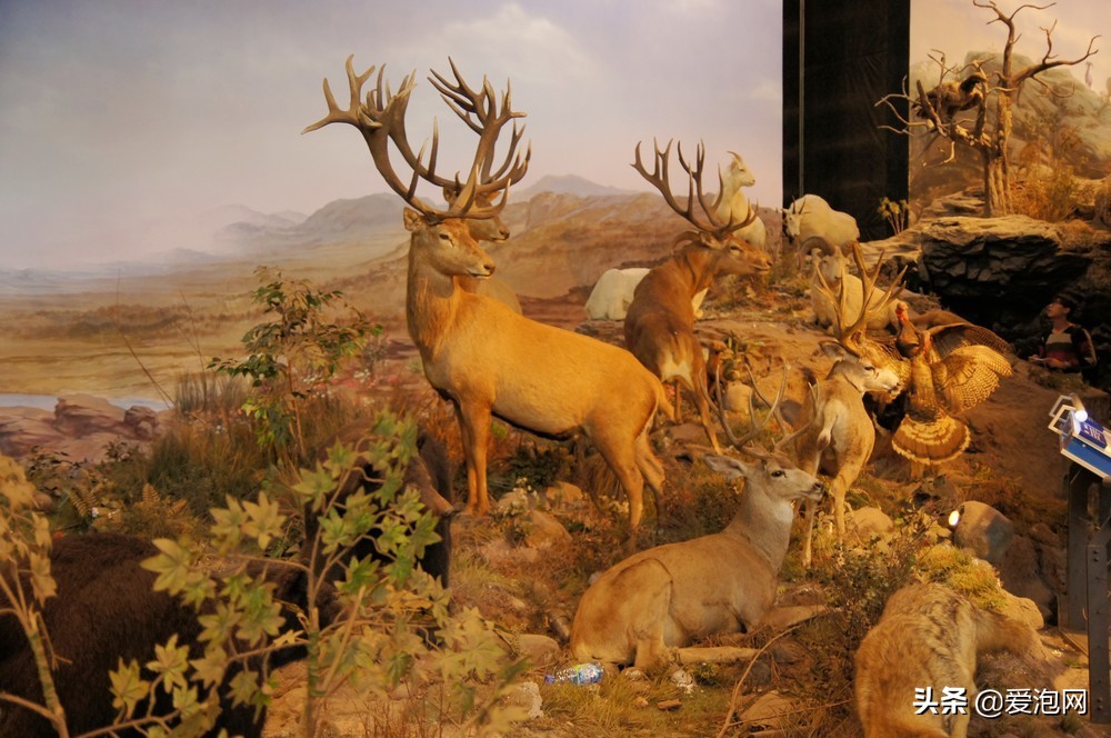 上海天文馆和科技馆哪个更值得去,上海自然博物馆和科技馆哪个好玩