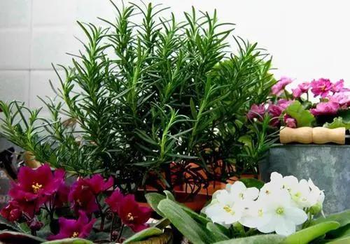 驱蚊的花哪一种最好养,这8种花随便养一盆蚊虫不敢来