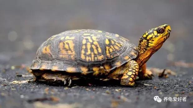 黄耳龟喂什么食物,幼龟可以吃什么人类的食物