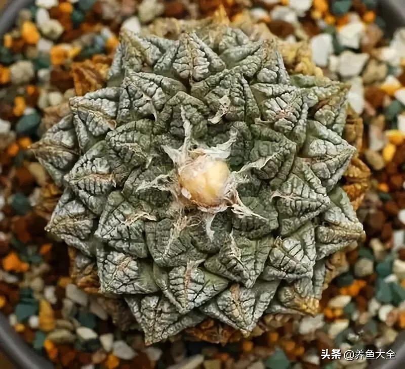 世界名贵花图片大全集,世界上最漂亮名贵的花卉