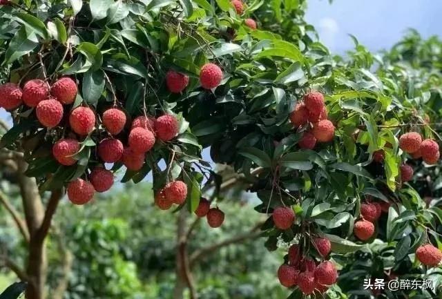 杜牧有诗为证，杨贵妃爱吃荔枝，成就了一荔枝品牌“妃子笑”