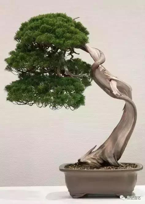 泰山松文人盆景,山松盆景100幅欣赏