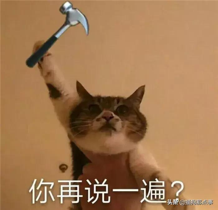 养了5年的猫居然让我丢掉,养了五年的猫很想把它扔了