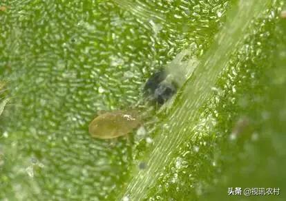 益虫用什么方法可以治,几种常见的农业益虫