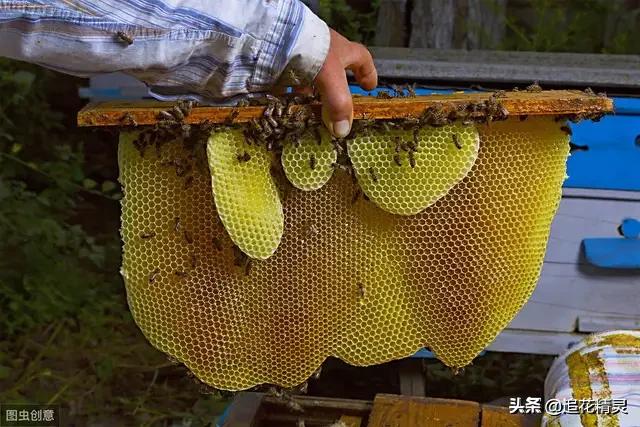 如何利用老巢脾储蜜,生产巢蜜的正确方法