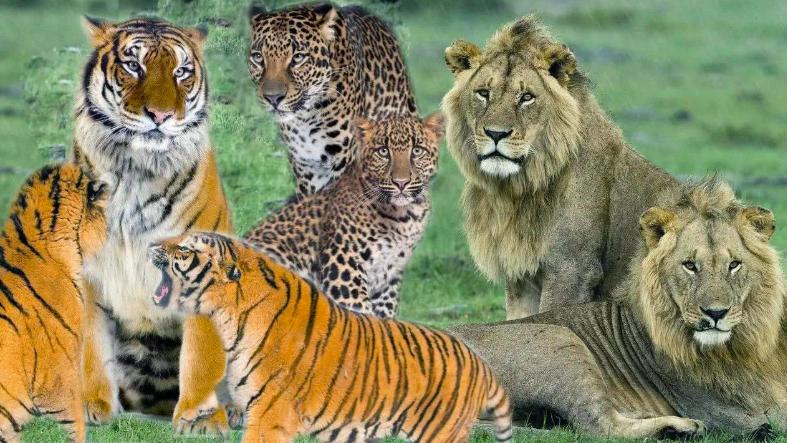 全国首只虎狮虎兽,老虎为什么喜欢狮虎兽