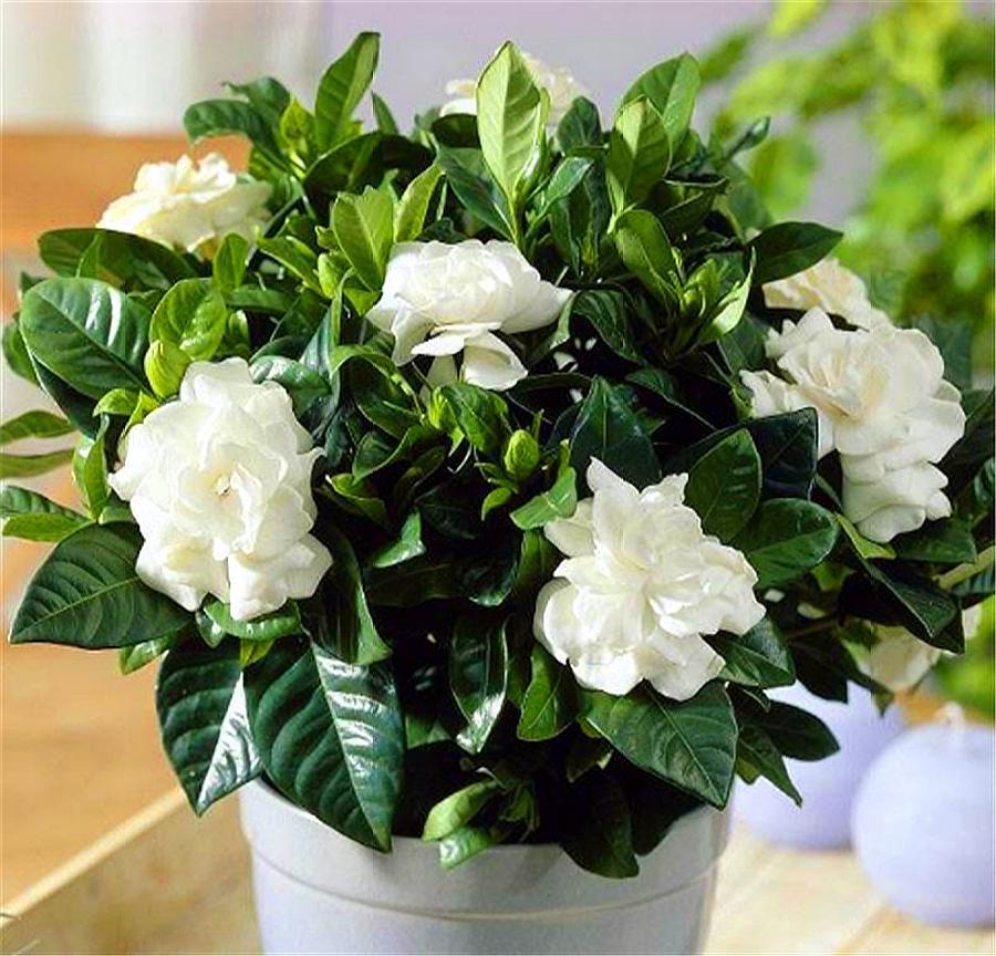 栀子花叶子发黄的原因与解决方法,栀子花叶子发黄什么原因